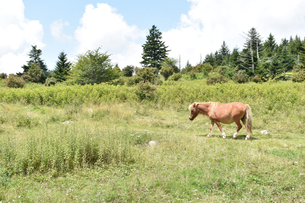 wild ponies at grayson highlands state park in virginia, best engagement locations in virginia